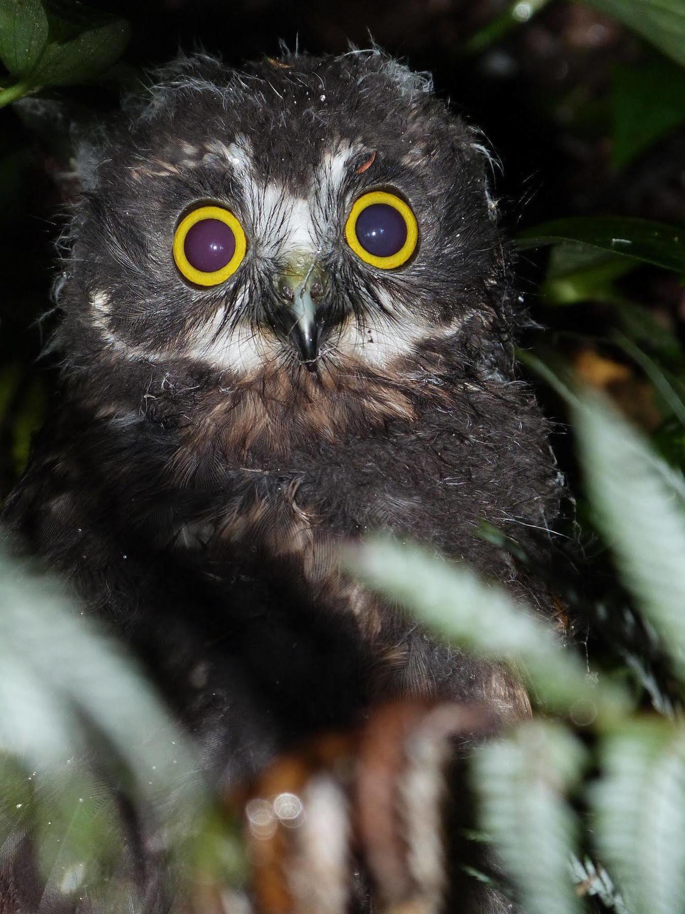 Morepork Riverside Lodge Paihia Esterno foto